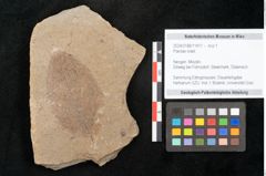 Foto (Objekt + Etikett) von Plantae indet.  (NHMW-GEO-2024-0188-11417)